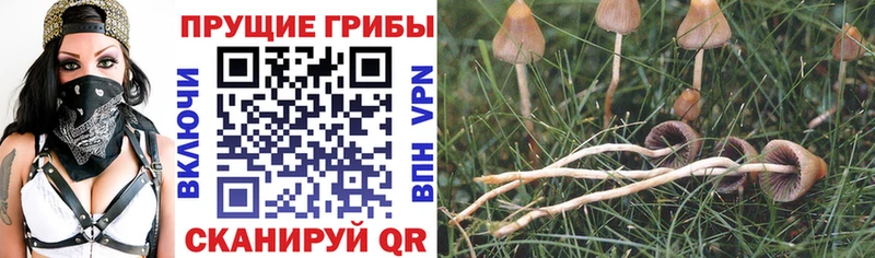 Галлюциногенные грибы мухоморы  где найти   Белореченск 